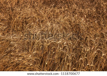 Ripe dry wheat field before harvesting. Golden ripe wheat falls and spreads on the ground. The grain, not harvested in time, is harvested. Unselected lost grain crop