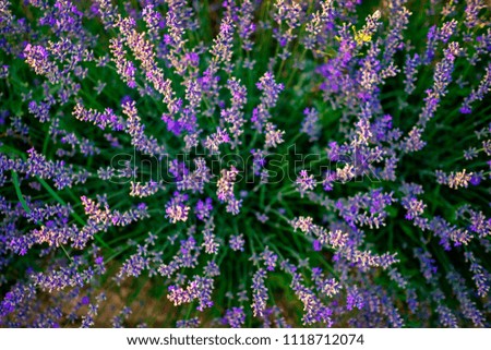 Lavender bush picture from above 3