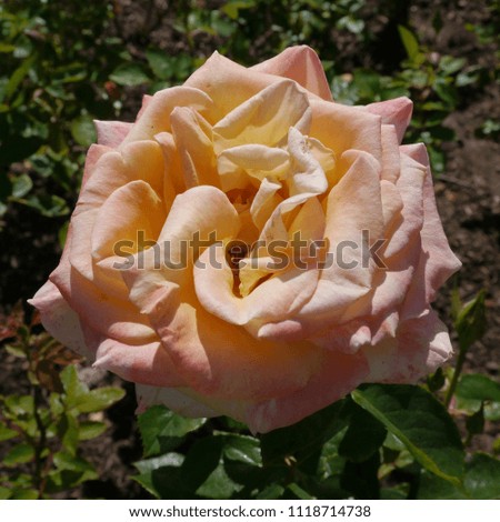 Flowering Peach English Rosa Creme Caramel Rose Bush
