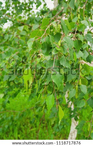 green birch leaves close-up