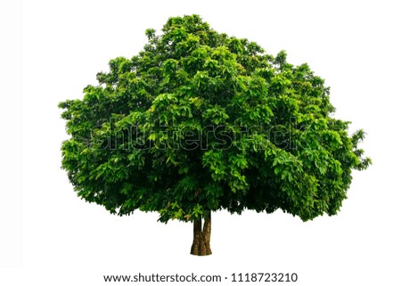 Dicut tree on white background isolated with clipping path