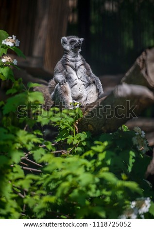 Ring-tailed lemur, lemur catta, sitting on the tree relaxed and sunbathing. Lemur is doing yoga under the sun