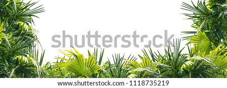 frame from palm leaves, border of isolated lush green palm leaves on white background with advertising space Royalty-Free Stock Photo #1118735219