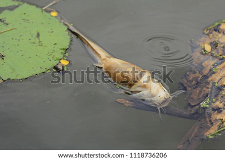 Dead fish floating in the river