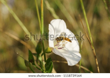 insect pollinating white meadow flower macro