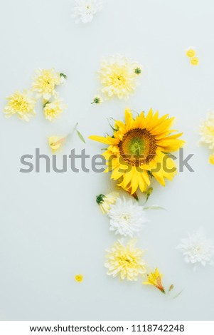 top view of yellow sunflower and chrysanthemum flowers in milk
