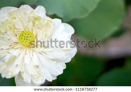 Selective focus ,The white lotus flower on green leaf background.                              