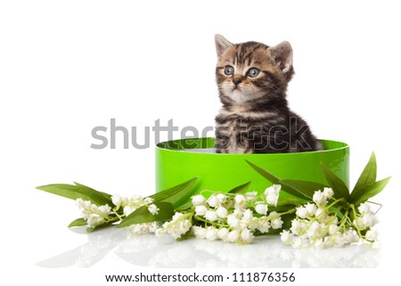 kitten in green gift box isolated on white.