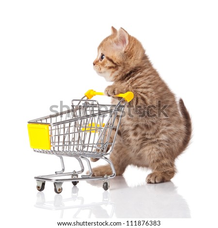 british cat with shopping cart isolated on white. kitten osolated Royalty-Free Stock Photo #111876383