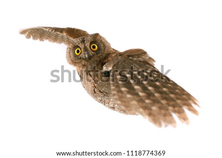 flight European scops owl on white background 
