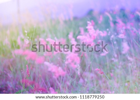 soft focus filtered background,nature grass flower field in pink pastel background with sunlight.
