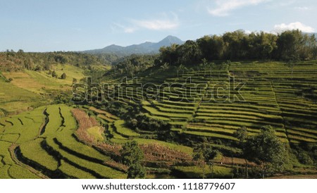 Aerial Indonesia Paddy Fields