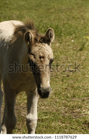 young horse pasture head
