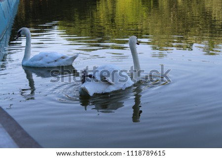 A pair of white swans swimming in a pond