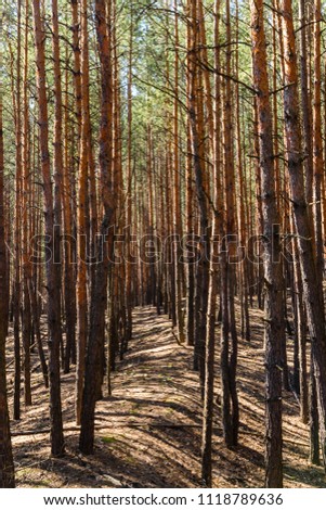 Rows of the tall pine trees in forest on spring