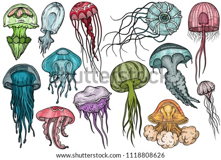 Jellyfish set. Sea collection.