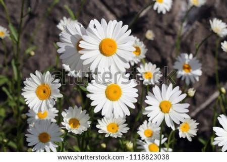 A close up picture of daisy flower in the garden