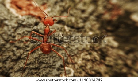close up red ant on branch of tree. Small animal in the forest.