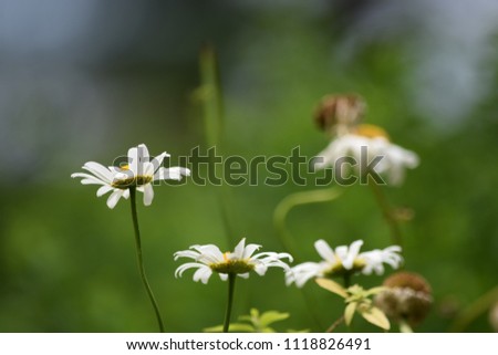 Daisies with blurred background