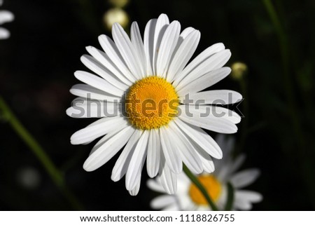 A close up picture of daisy flower