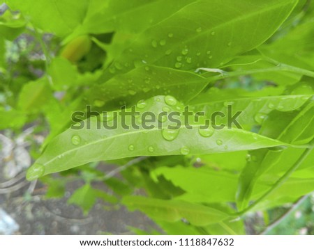 The Green flora of Indian Monsoon. The Monsoon rain drops on the green leaves. Abstract background of green color. The Mumbai heavy rainfall. The Beauty of Monsoon season. 