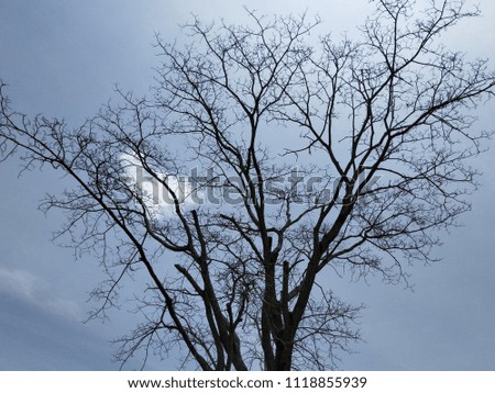 Branches of dead trees Denotes drought