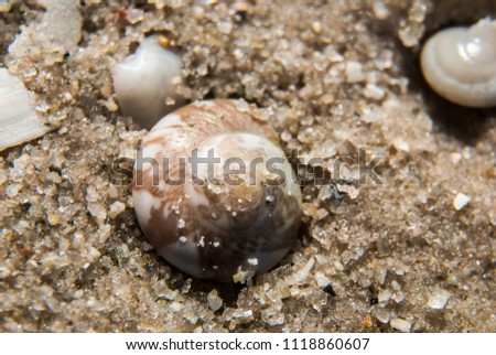 Brown ruby shell on sand.