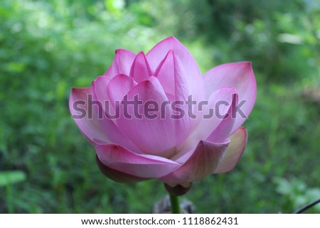 pink lotus blooming,blured nature backgtound