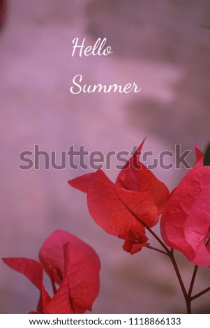 The word Hello Summer on the background of bougainvillea flower.  