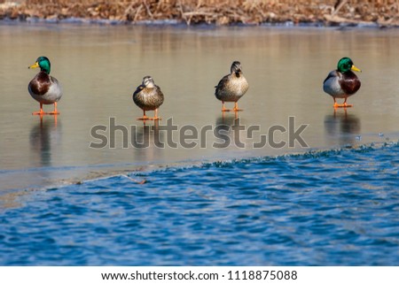 Mallards (Anas platyrhynchos) on a Frozen Pond
