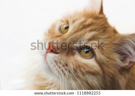 Pensive, serious red cat on a white background, close-up of a pet. Close-up of cat's eyes
