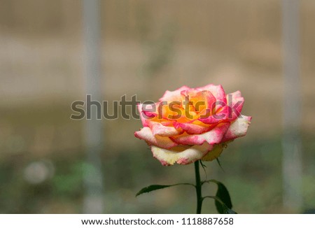 Rose flower is a beautiful in the garden. at the morning.