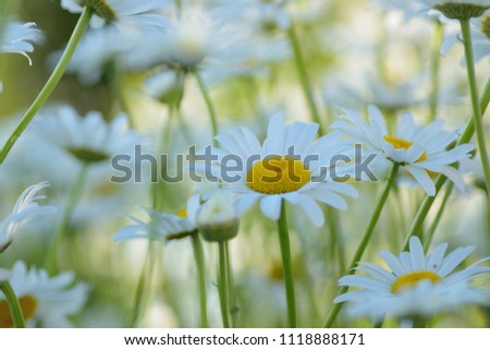 Macro texture of white Daisy flower in spring garden
