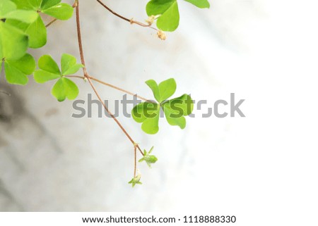 Three leaf clovers Oxalis acetosella - Close up fresh leaves
