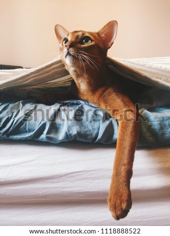 abyssinian cat in bed