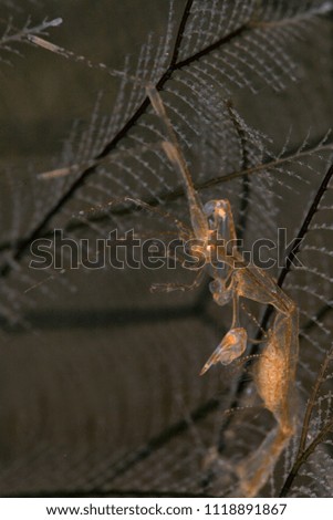 Skeleton Shrimp (Caprella sp.) carrying the eggs. Picture was taken in Anilao, Philippines