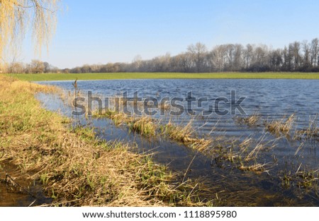 The spring field with green shoots is flooded with melt water. Blue sky. Ripples on the water. Yellow willow branches.