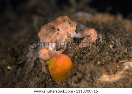 Crab Heteronucia globata. Picture was taken in Anilao, Philippines