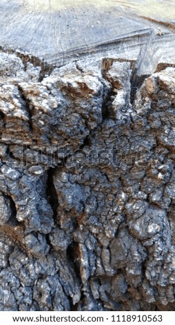 Texture of the trunk of an oak. Rustic and cracked wood texture