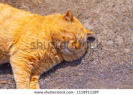 Cat in a nap