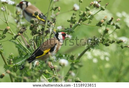 A beautiful Goldfinch (Carduelis carduelis) feeding on the seeds of a wild plant.