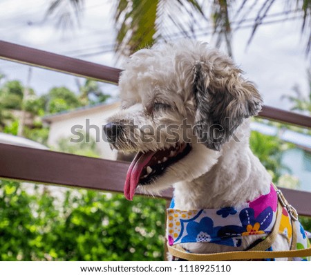 The female dog cute  small dog short hair in summer season with Smiling happy dog