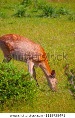 Sika deer of Lake Shiretoko