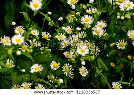 Chamomile flowers in the wild field in dark colors