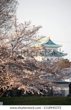 Nagoya castle and cherry blossoms