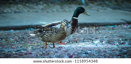 Pair of Mallard Ducks, Male and Female, Cobble Stone
