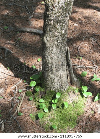 Moss and plants growing at the base of a tree trunk in the forest 