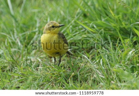 A pretty Yellow Wagtail (Motacilla flava) hunting for insects in a grassy meadow.