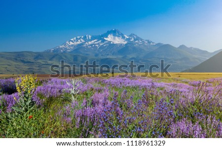 Flowers on the skirts of Mountain Erciyes