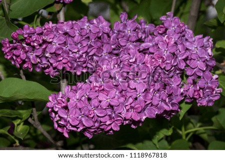 A branch of blossoming lilac (syringa) flowers. Lilac background. Lilac closeup.